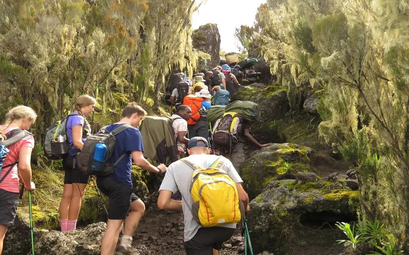 Climbers on the Machame Route, Kilimanjaro