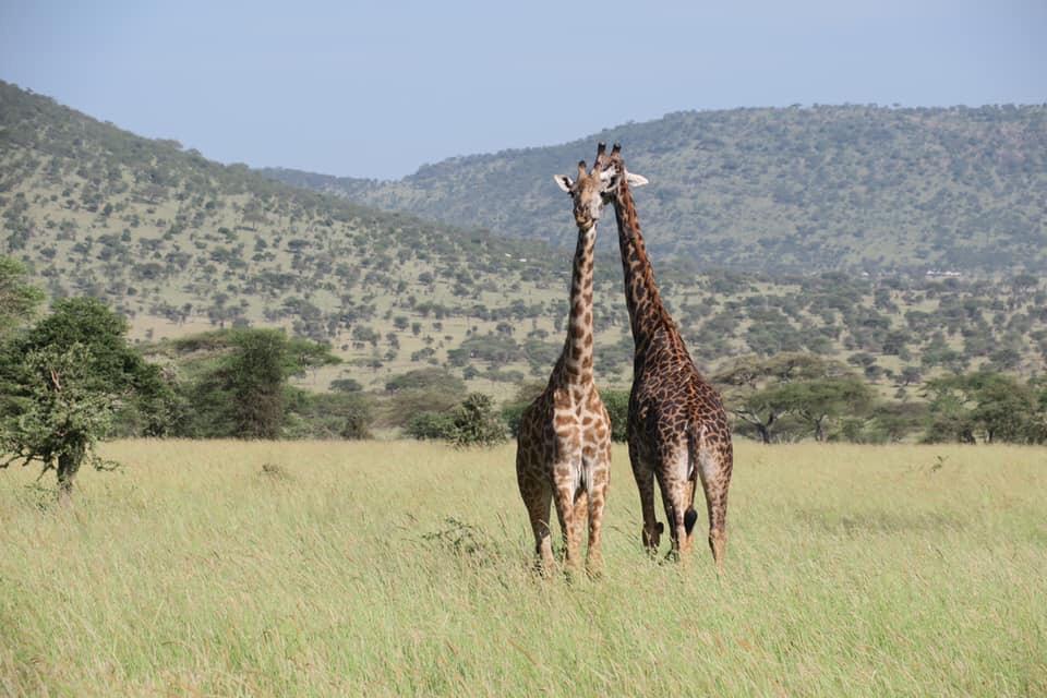 Ngorongoro